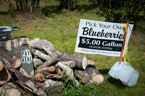Musings: Blueberry picking in the North Carolina mountains